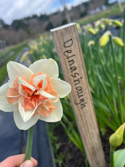 Delnashaugh Narcissus/ Daffodils - 10 Bulbs