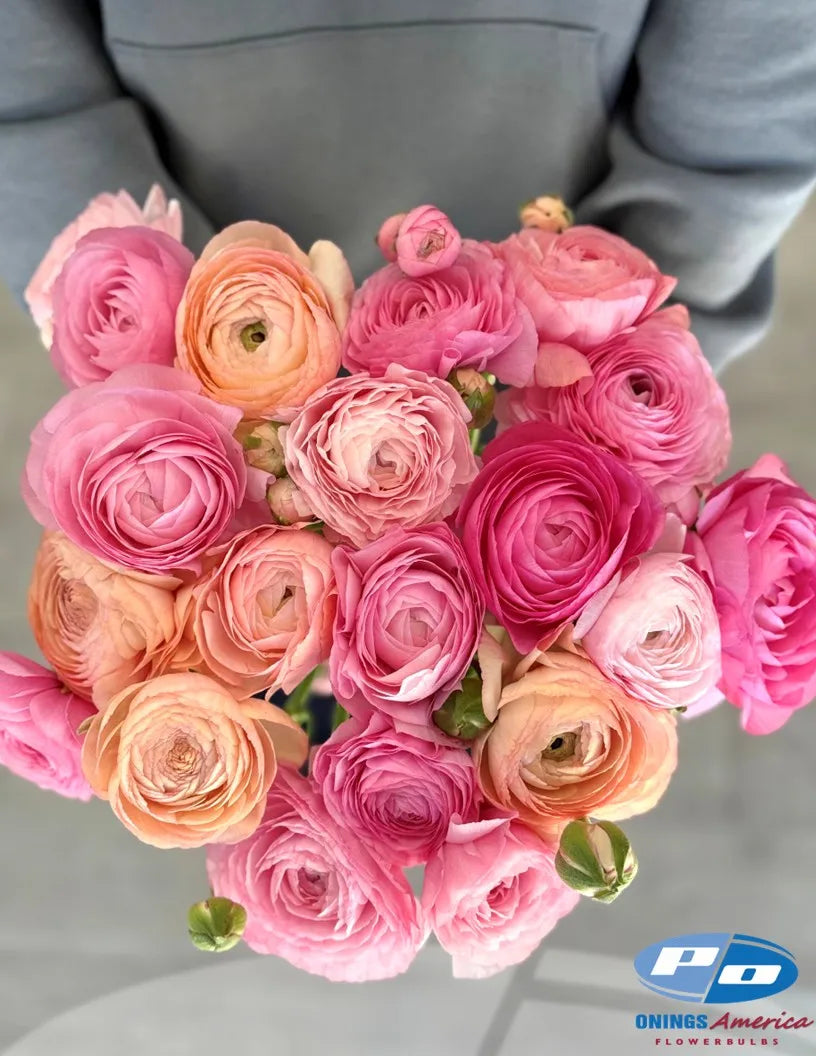 Ranunculus Elegance La Dolce Vita - 15 corms