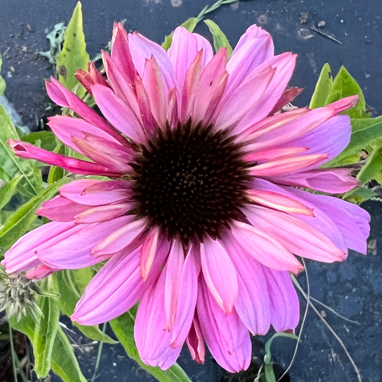 Echinacea Purpurea / Coneflower