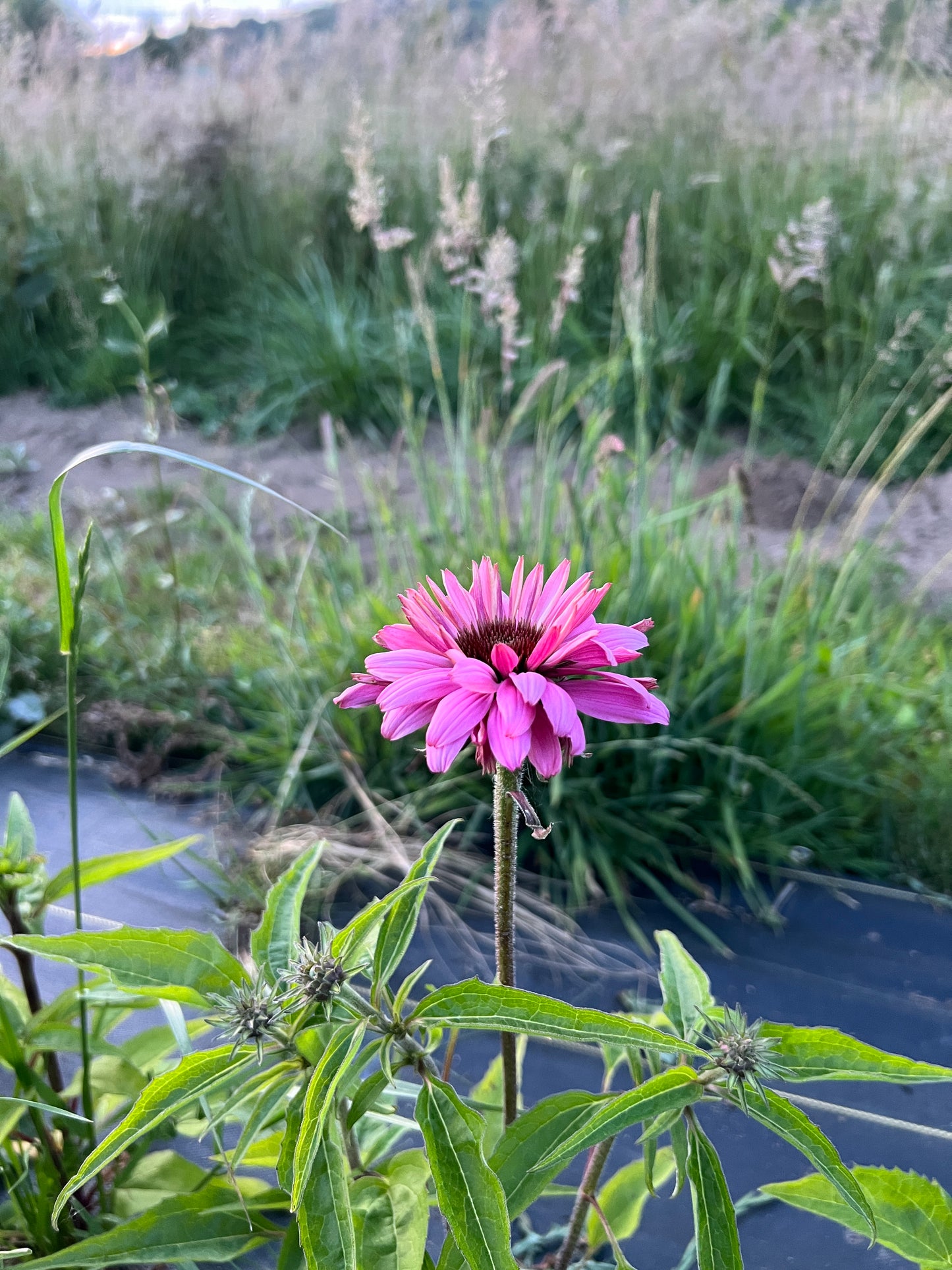 Echinacea Purpurea / Coneflower