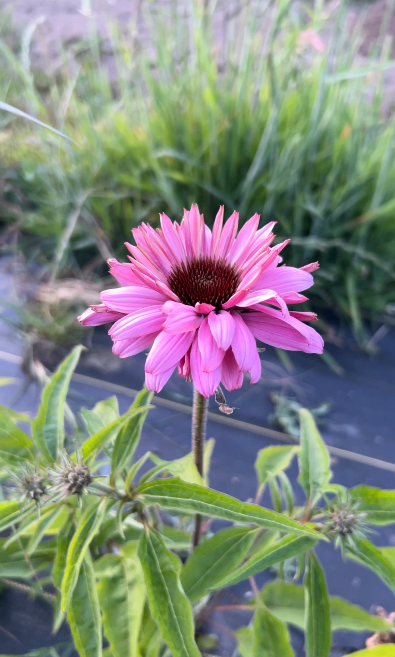 Echinacea Purpurea / Coneflower