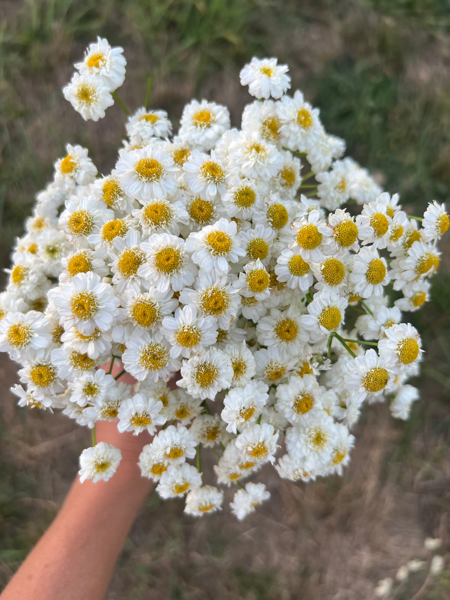 Feverfew 'Tetra White'