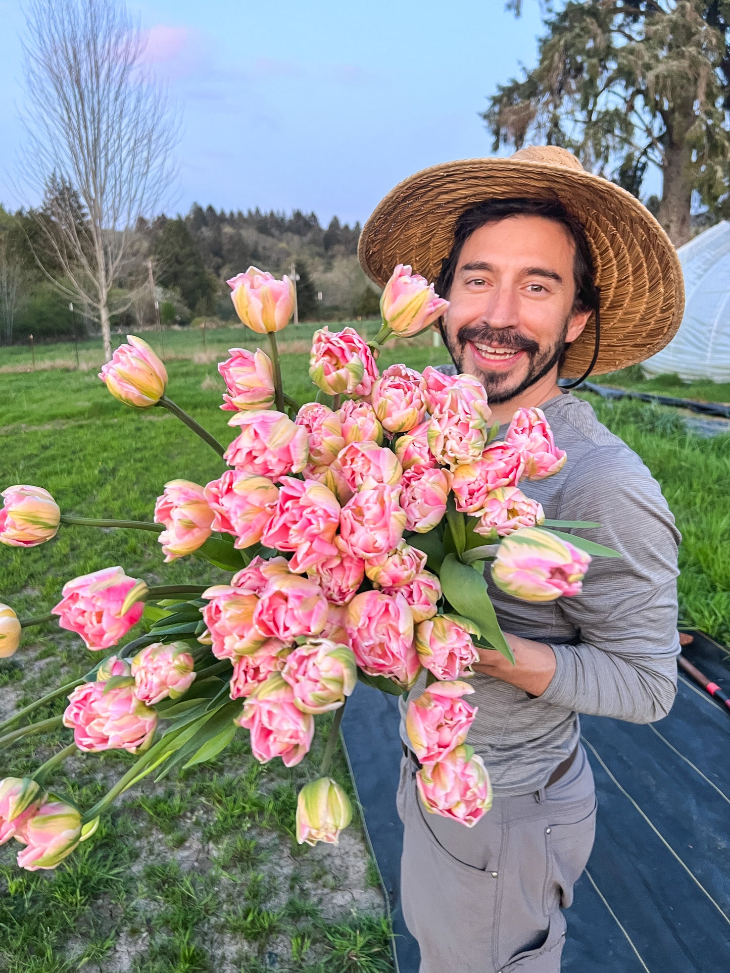 Finola Tulip - 10 Bulbs