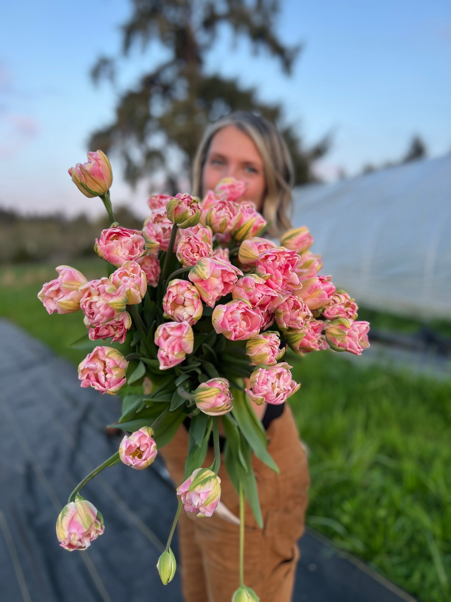 Finola Tulip - 10 Bulbs