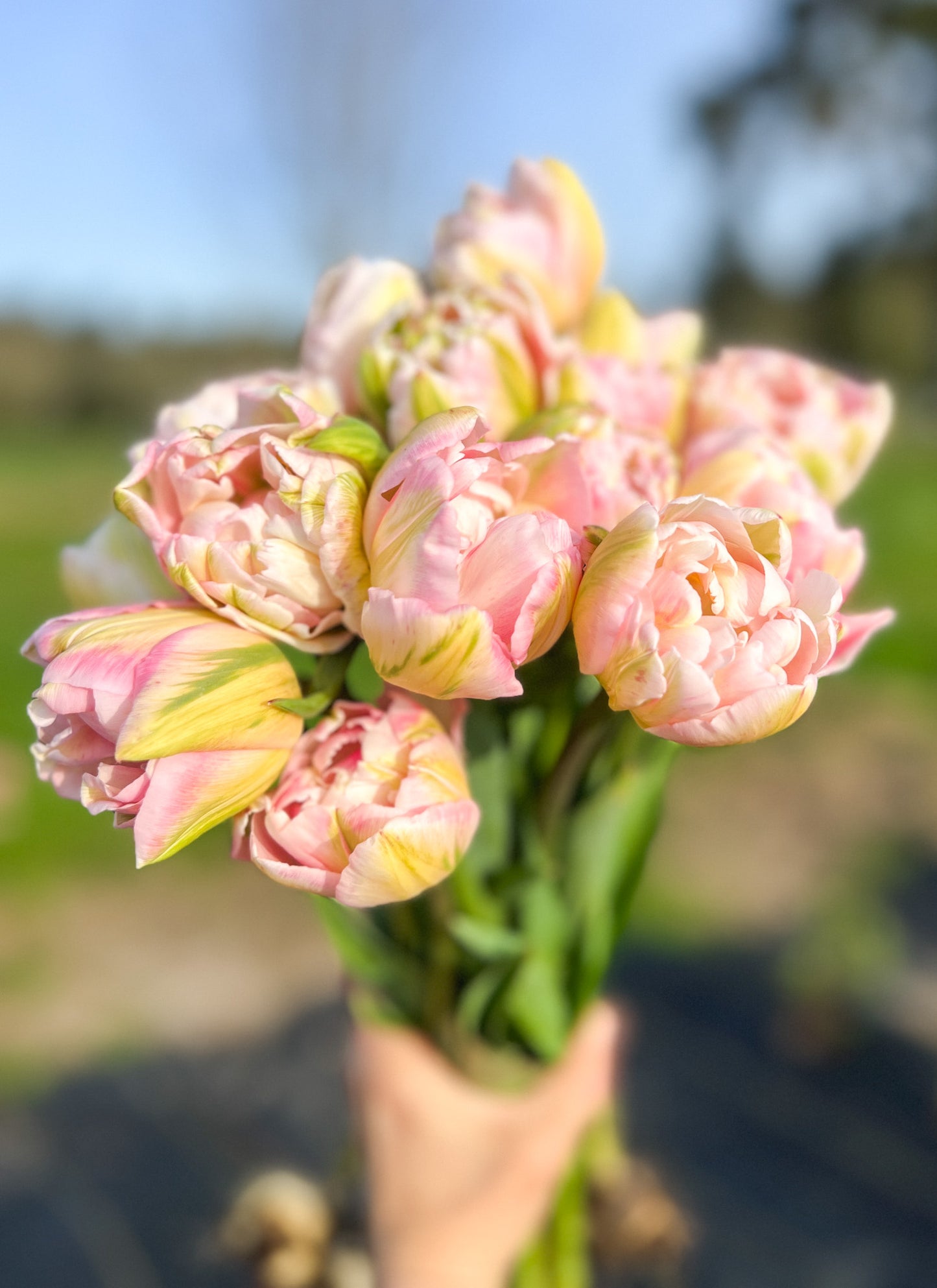 Finola Tulip - 10 Bulbs