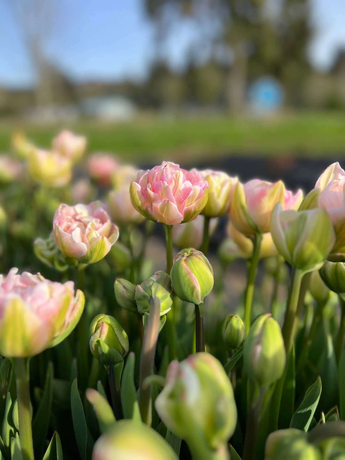 Finola Tulip - 10 Bulbs