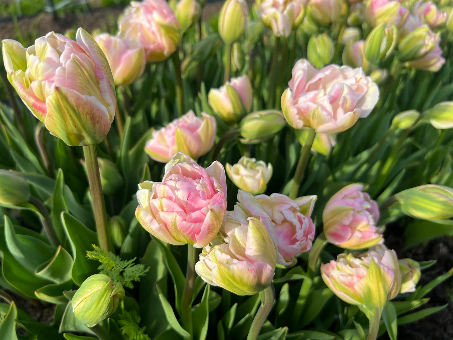 Finola Tulip - 10 Bulbs