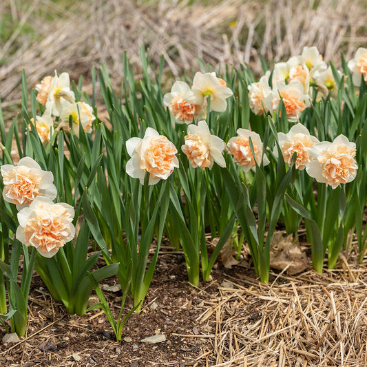 Daffodil Flower Surprise - 10 Bulbs