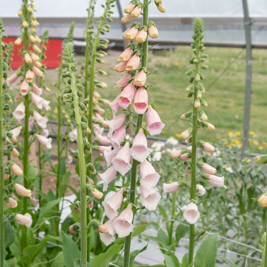 Foxglove 'Pink Gin'