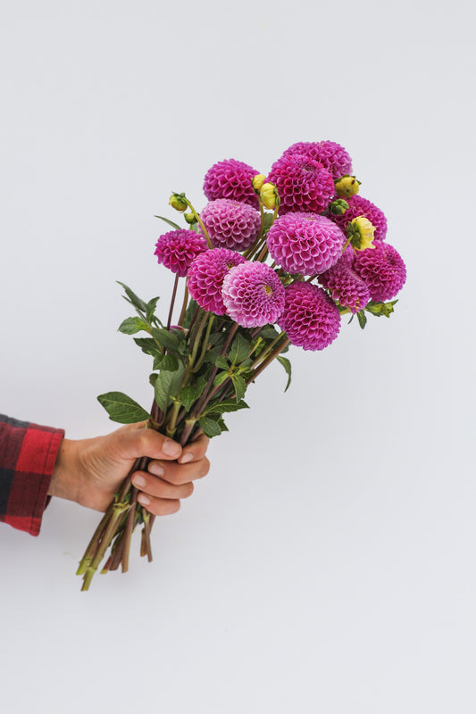 Franz Kafka Dahlia