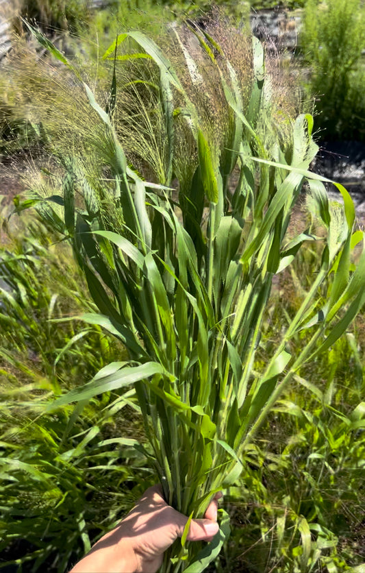 Frosted Explosion Grass