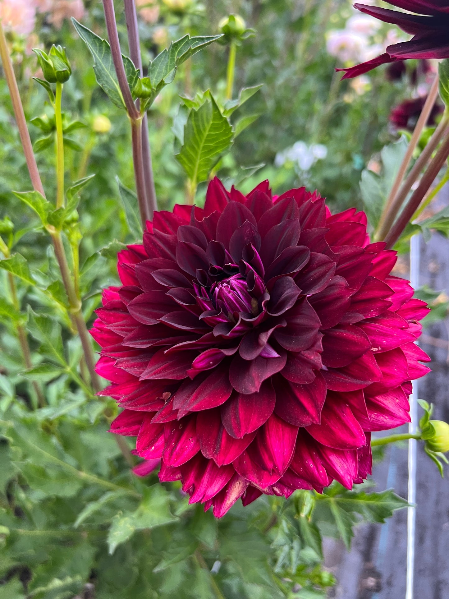 Hollyhill Black Widow Dahlia