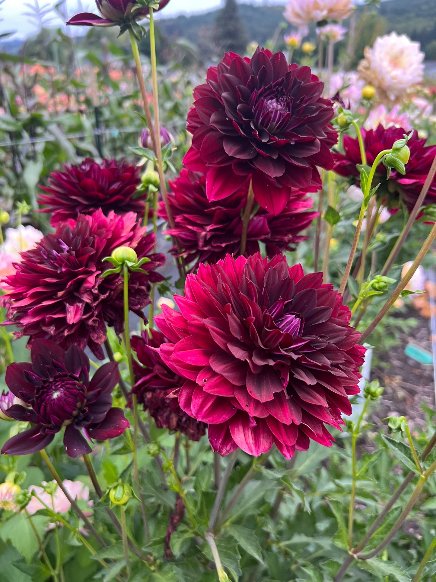 Hollyhill Black Widow Dahlia