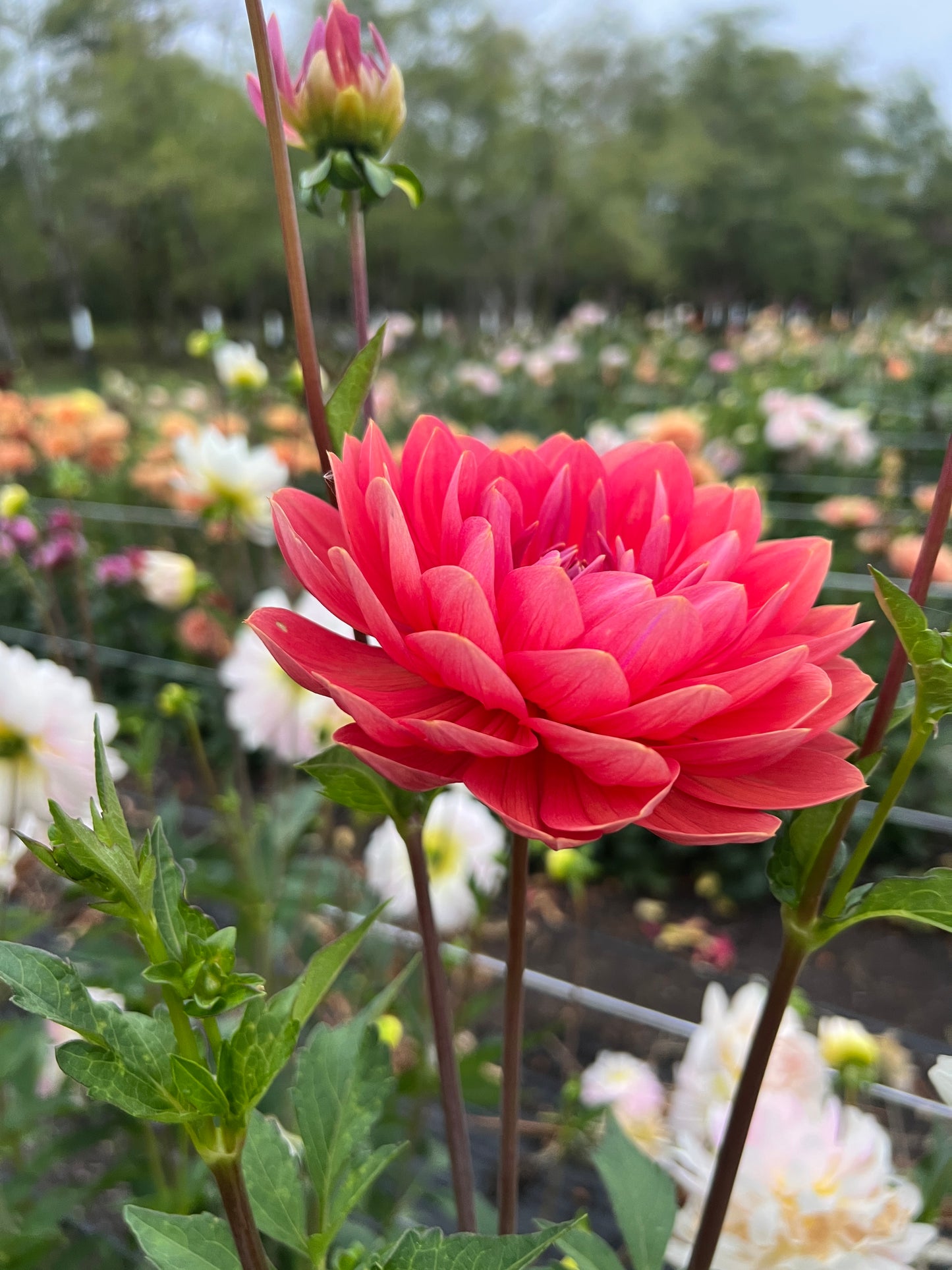 Hollyhill Daydream Dahlia - LIMIT 1