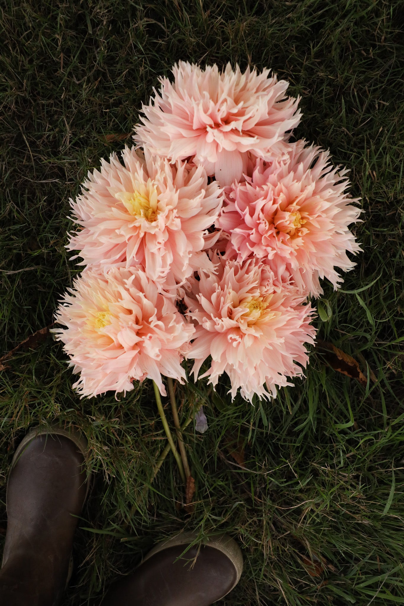 Hapet Champagne Dahlia
