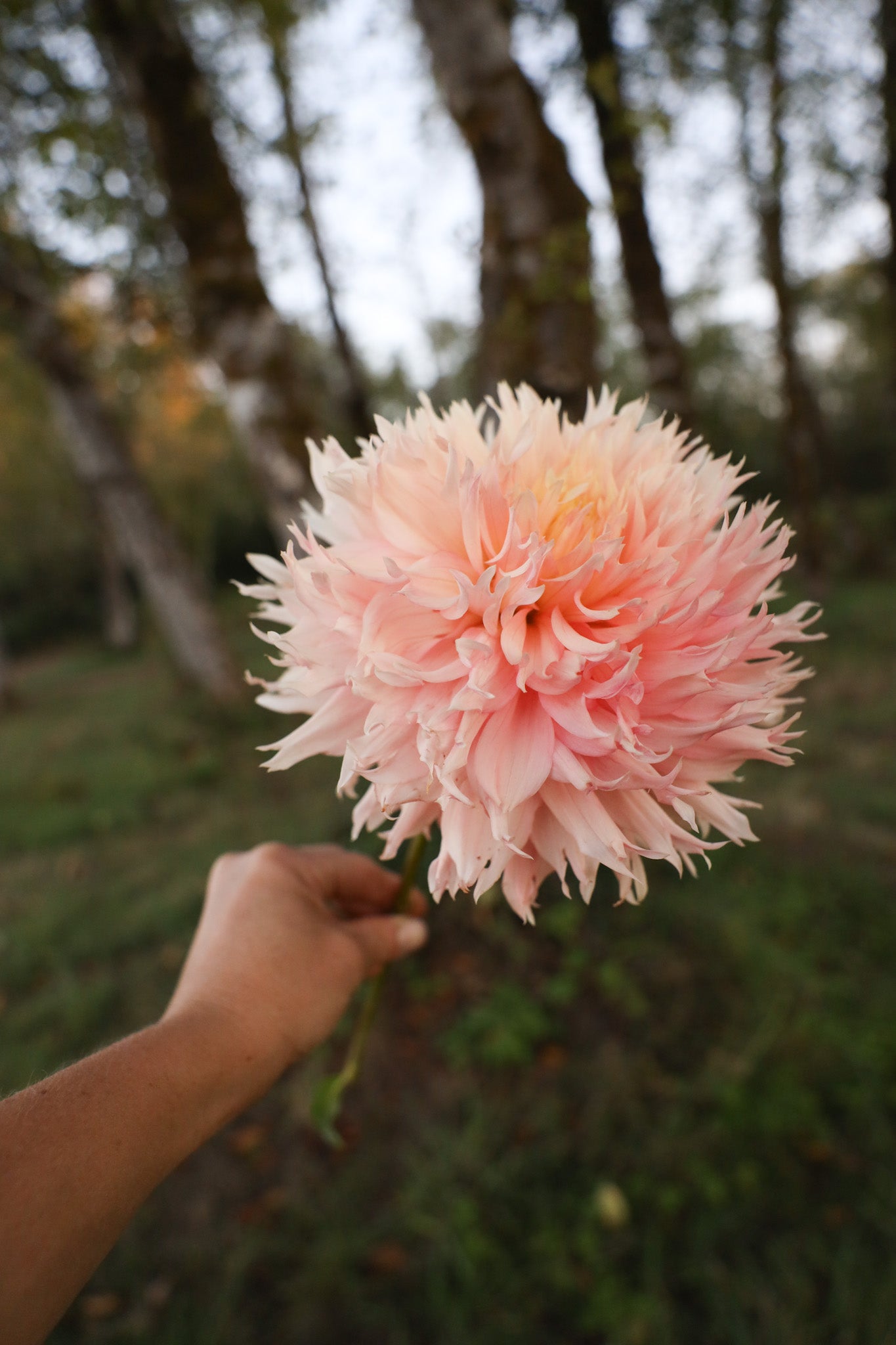 Hapet Champagne Dahlia