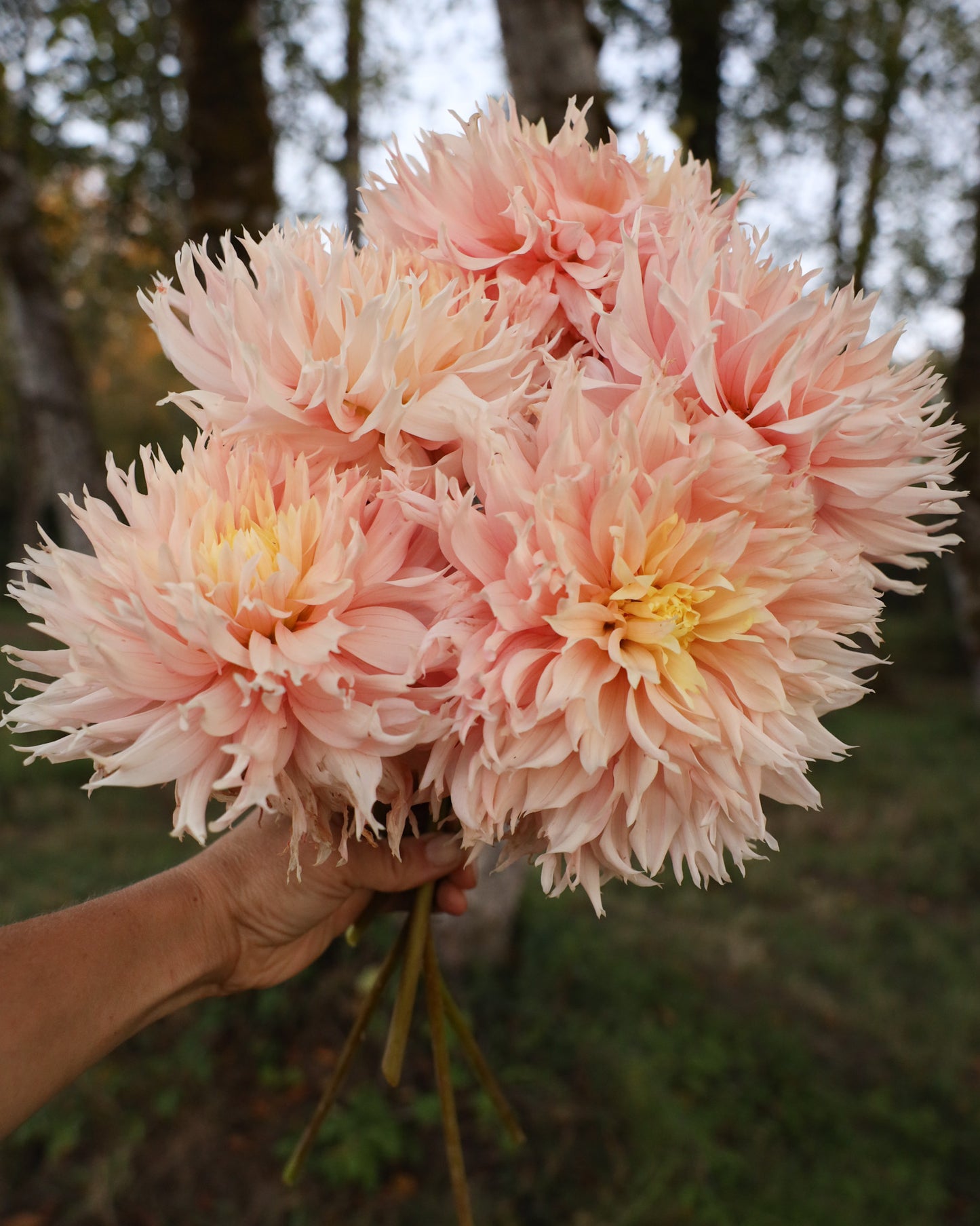 Hapet Champagne Dahlia