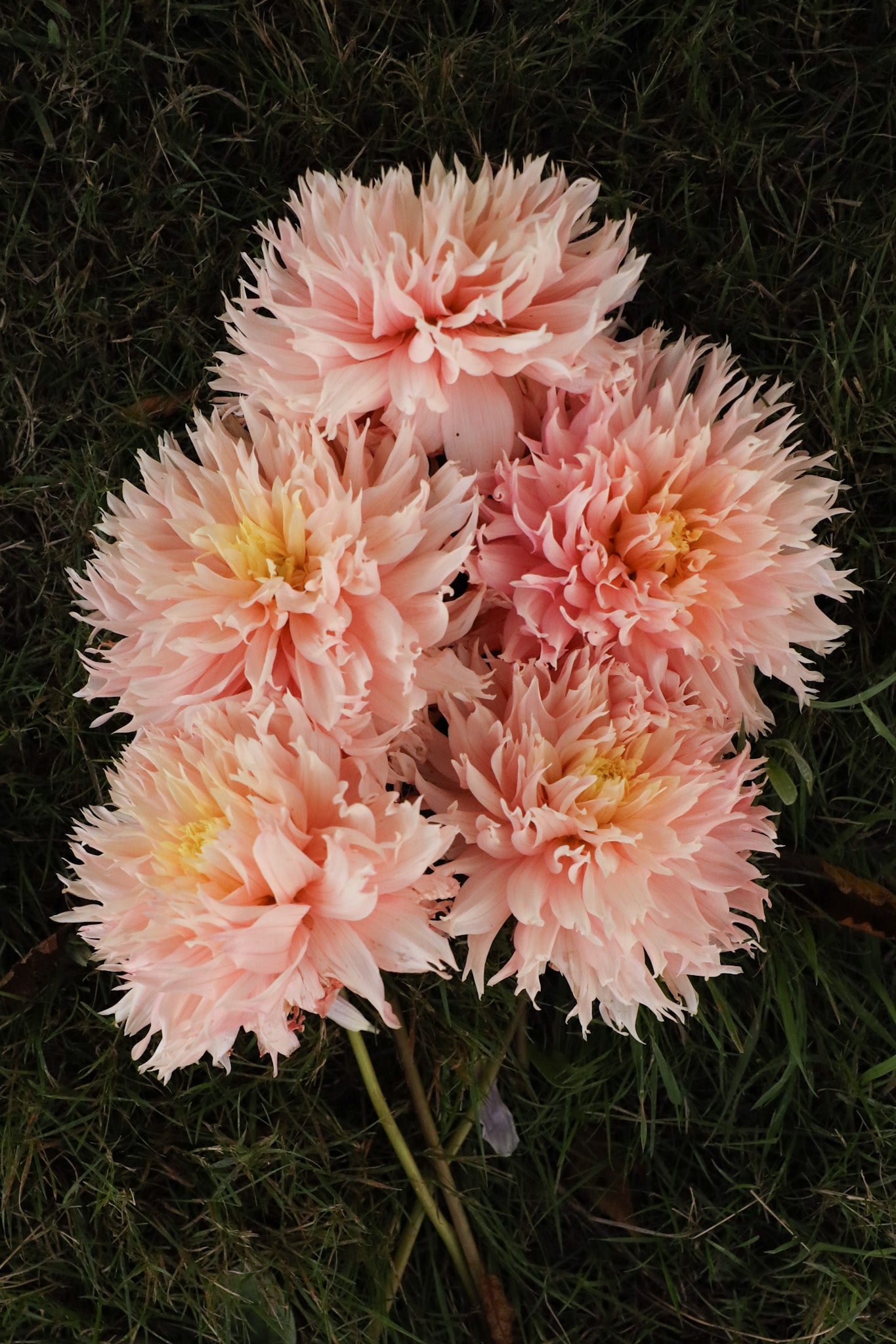 Hapet Champagne Dahlia