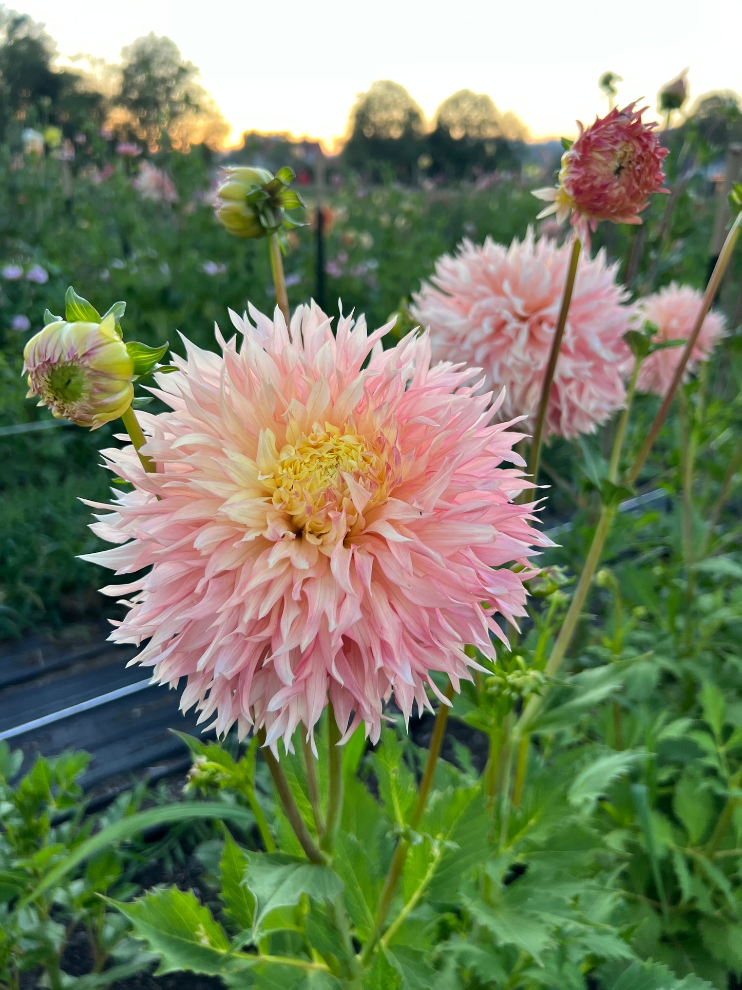 Hapet Champagne Dahlia