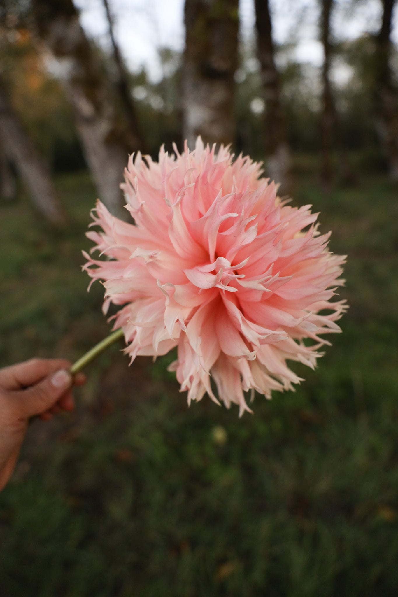 Hapet Champagne Dahlia