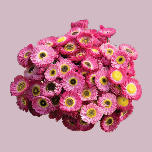 Helipretrum 'Pierrot Red' (Paper Daisy)