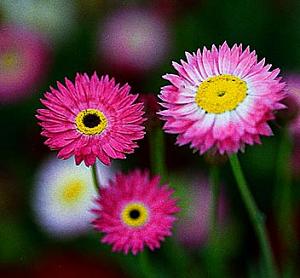 Helipretrum 'Pierrot Red' (Paper Daisy)