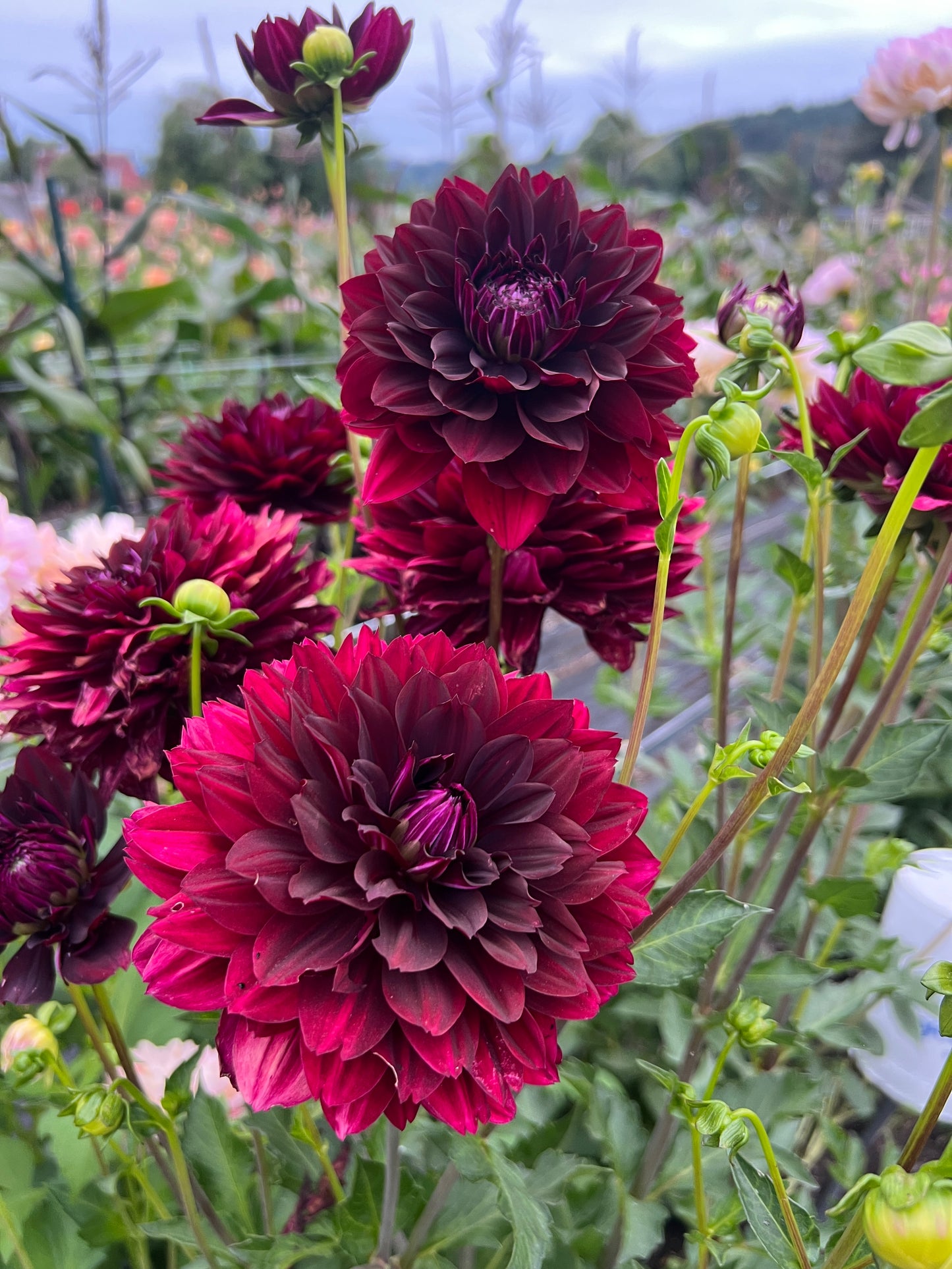 Hollyhill Black Widow Dahlia