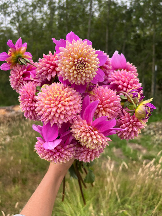 Bloomquist Ginnie Dahlia