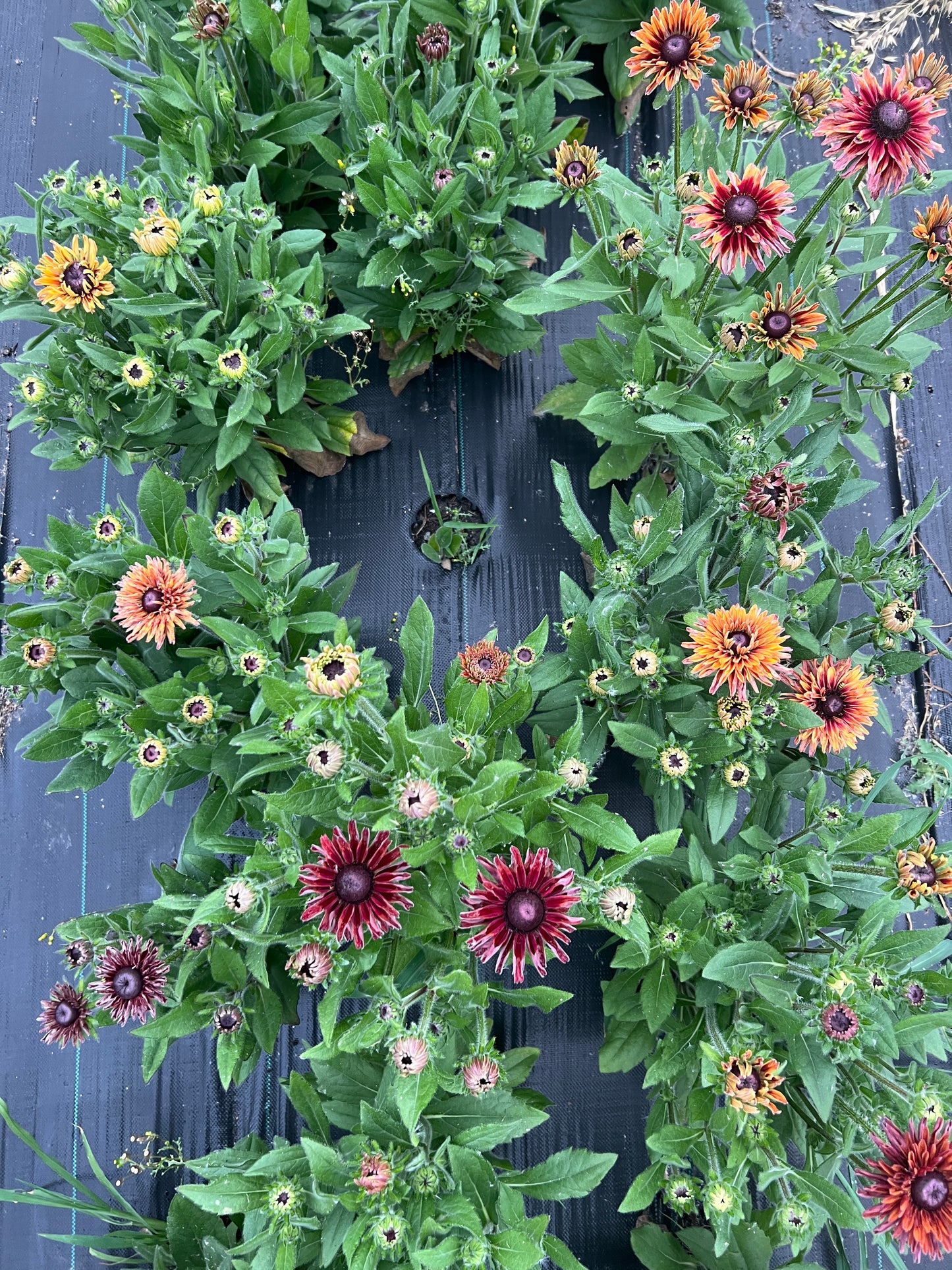 Rudbeckia - Rose Gold Mix