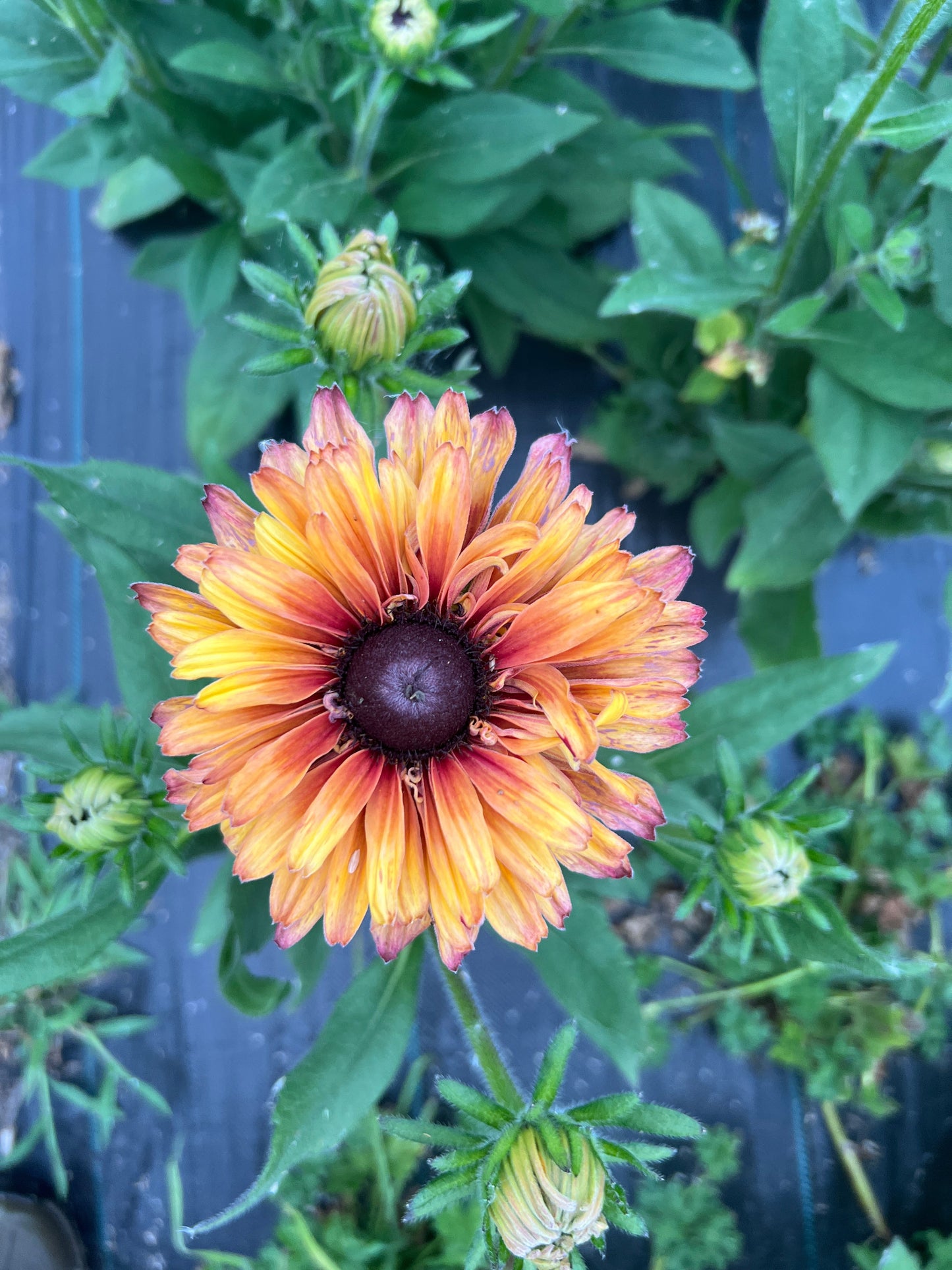 Rudbeckia - Rose Gold Mix