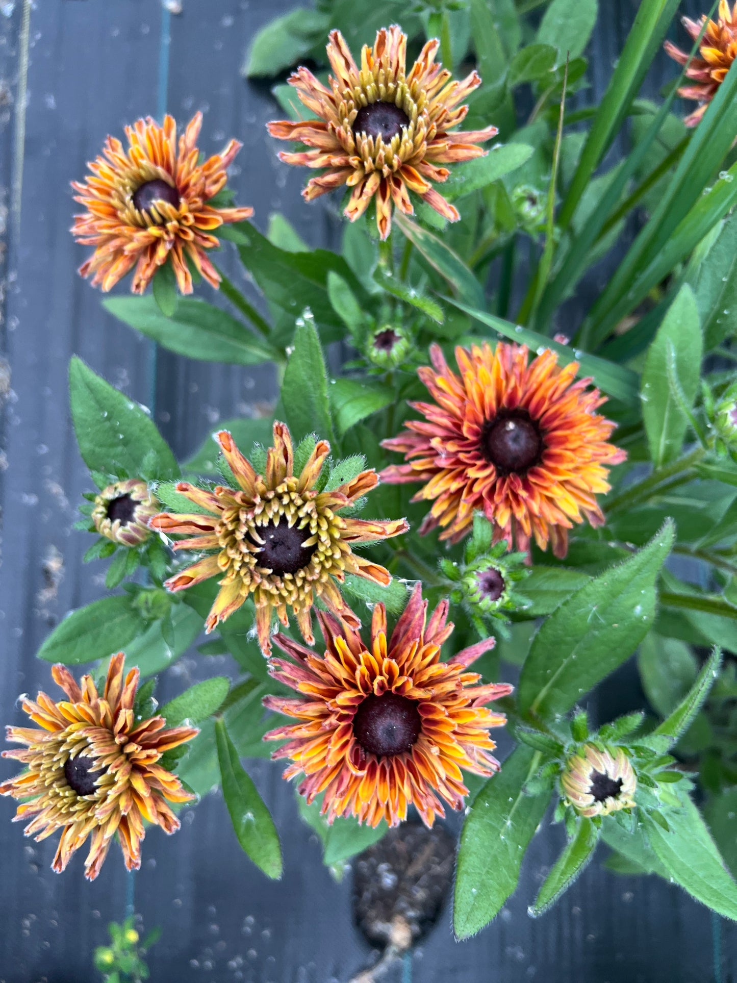 Rudbeckia - Rose Gold Mix