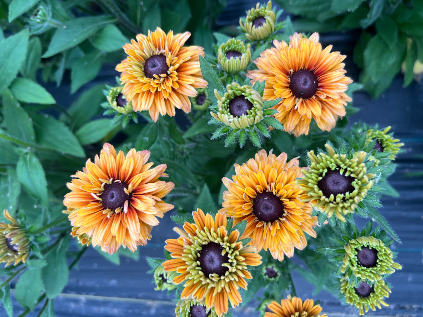 Rudbeckia - Rose Gold Mix