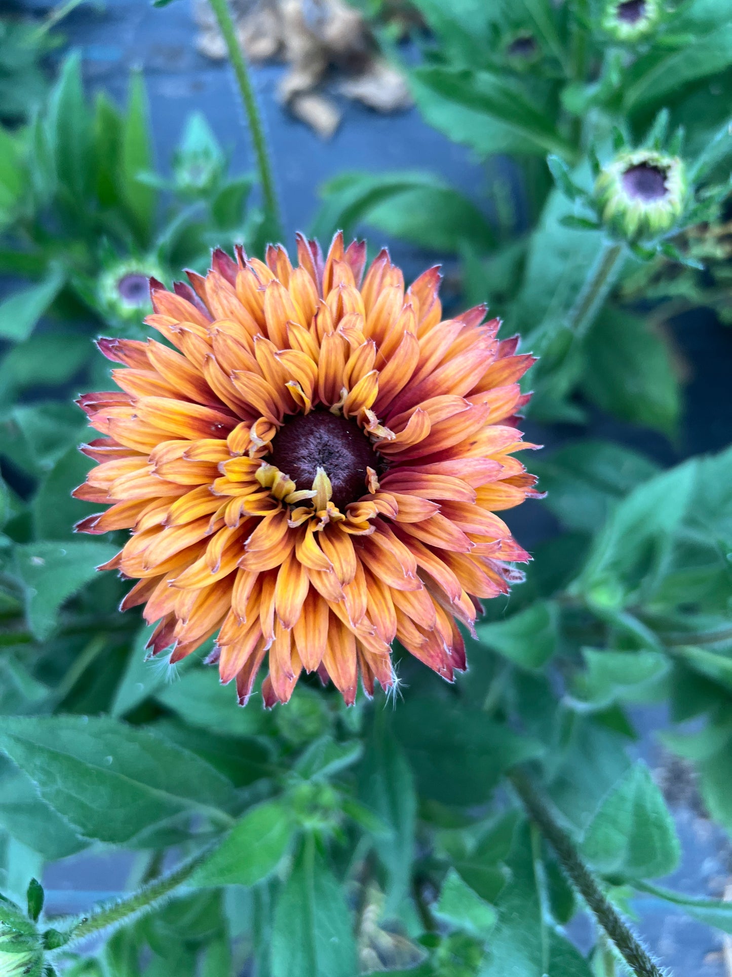 Rudbeckia - Rose Gold Mix