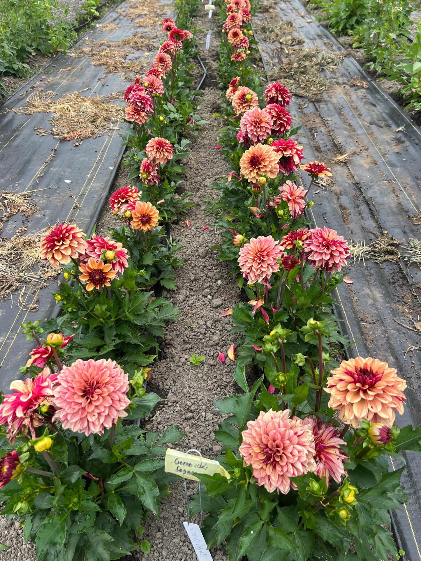 Creme de Cognac Dahlia