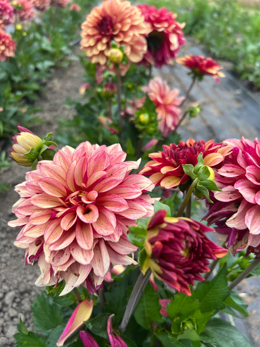 Creme de Cognac Dahlia