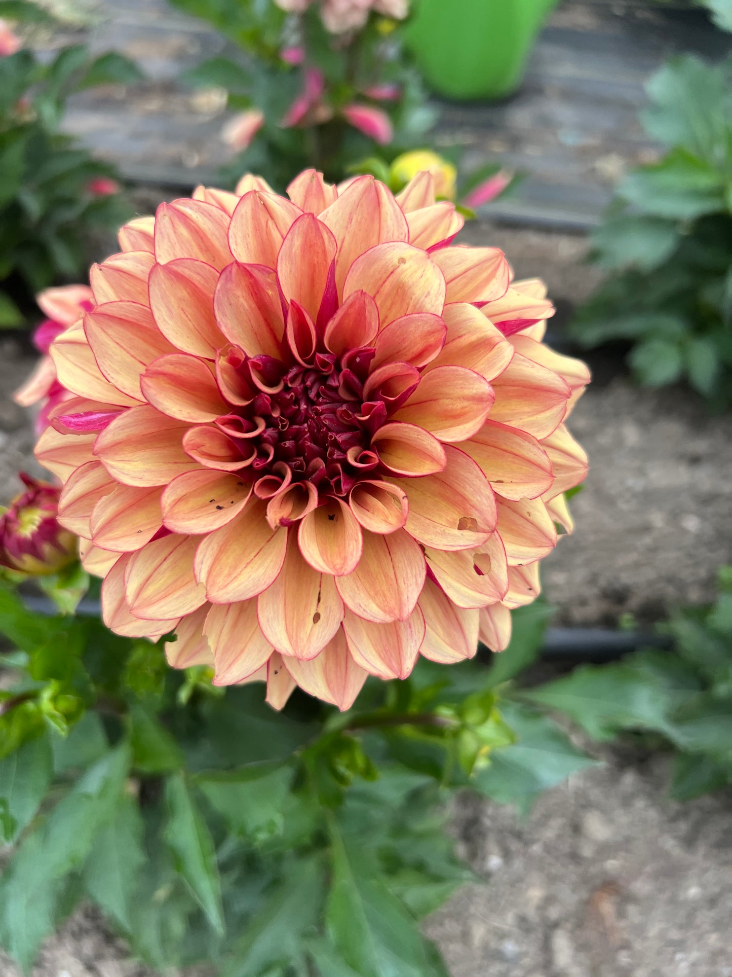 Creme de Cognac Dahlia