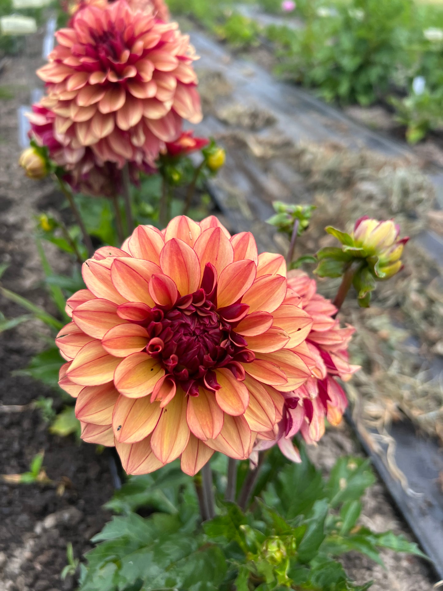 Creme de Cognac Dahlia