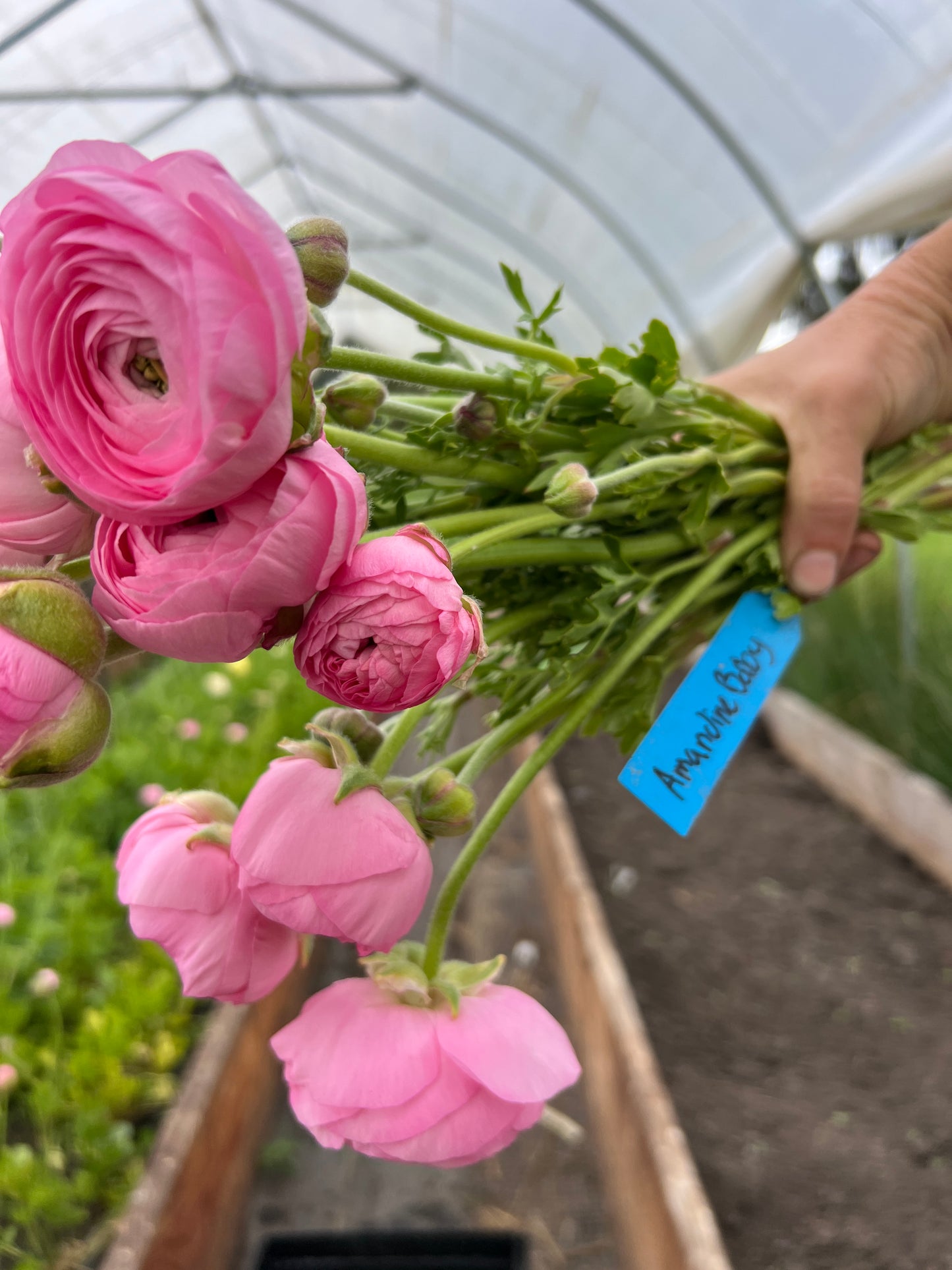 Ranunculus Amandine Barby - 20 corms