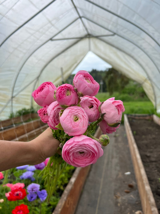 Ranunculus Amandine Barby - 20 corms