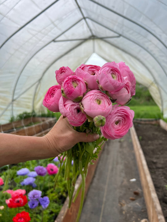 Ranunculus Amandine Barby - 20 corms