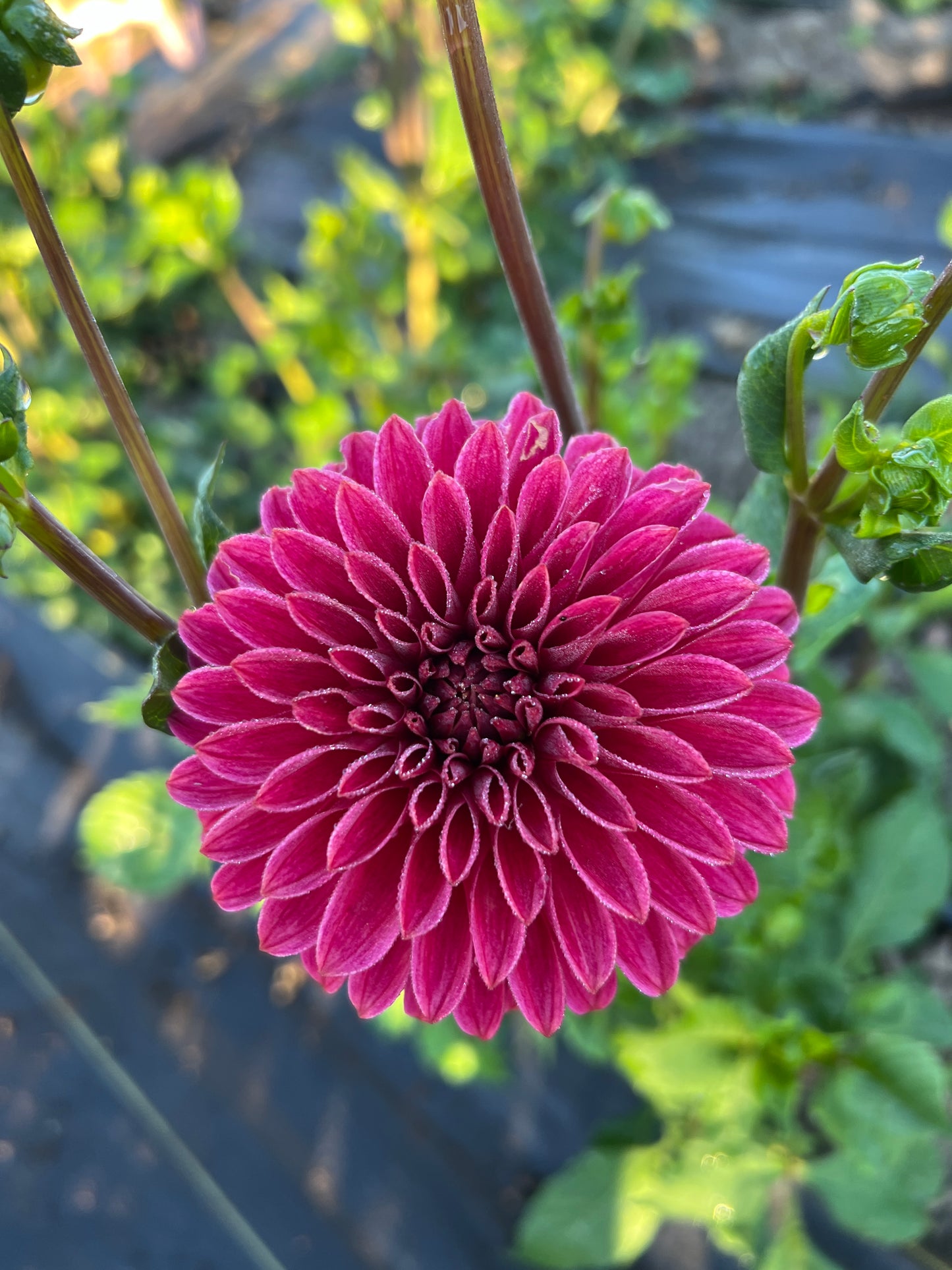 KA® Rosie Jo Dahlia - Limit 1