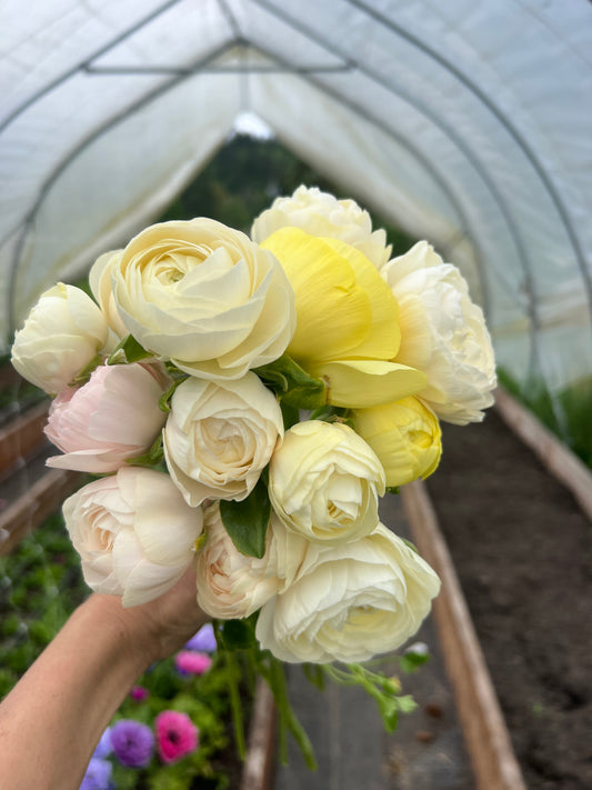 Ranunculus Half Clone Wedding Pastels - 15 corms