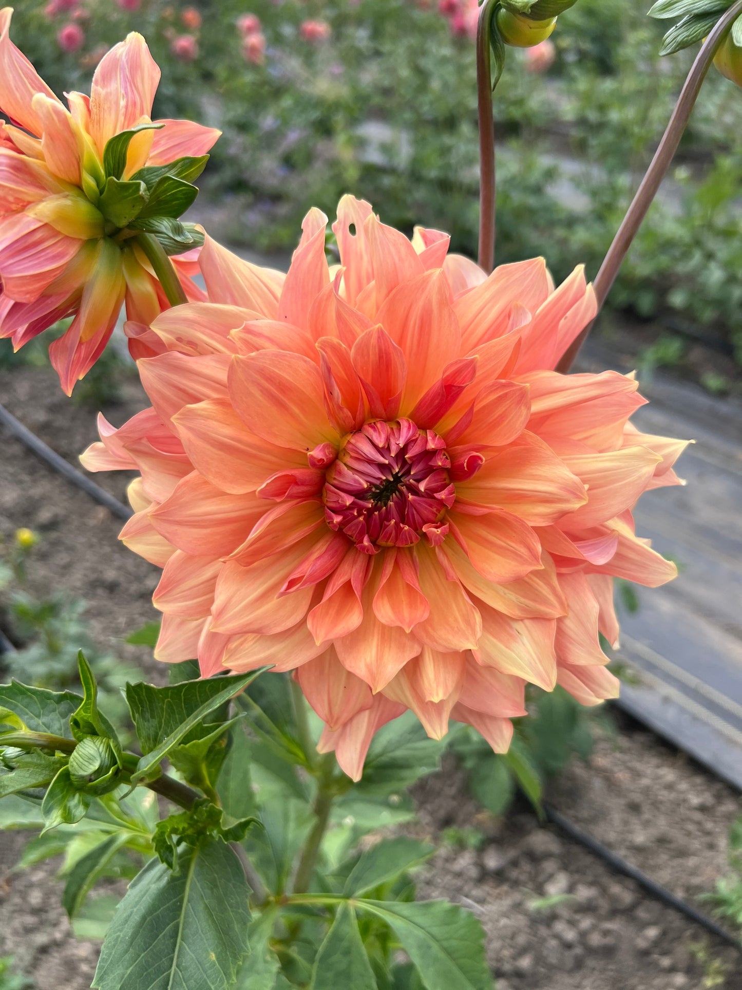 Peach Bud Dahlia