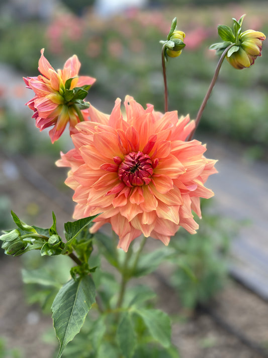 Peach Bud Dahlia