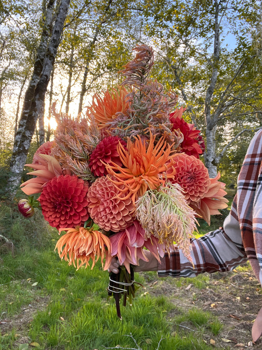 Bed Head Dahlia