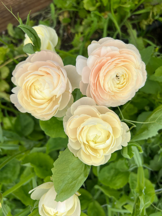 Ranunculus Half Clone Wedding Pastels - 15 corms