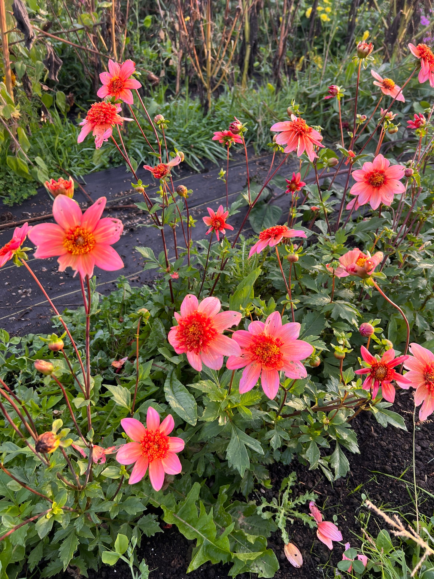 Totally Tangerine Dahlia