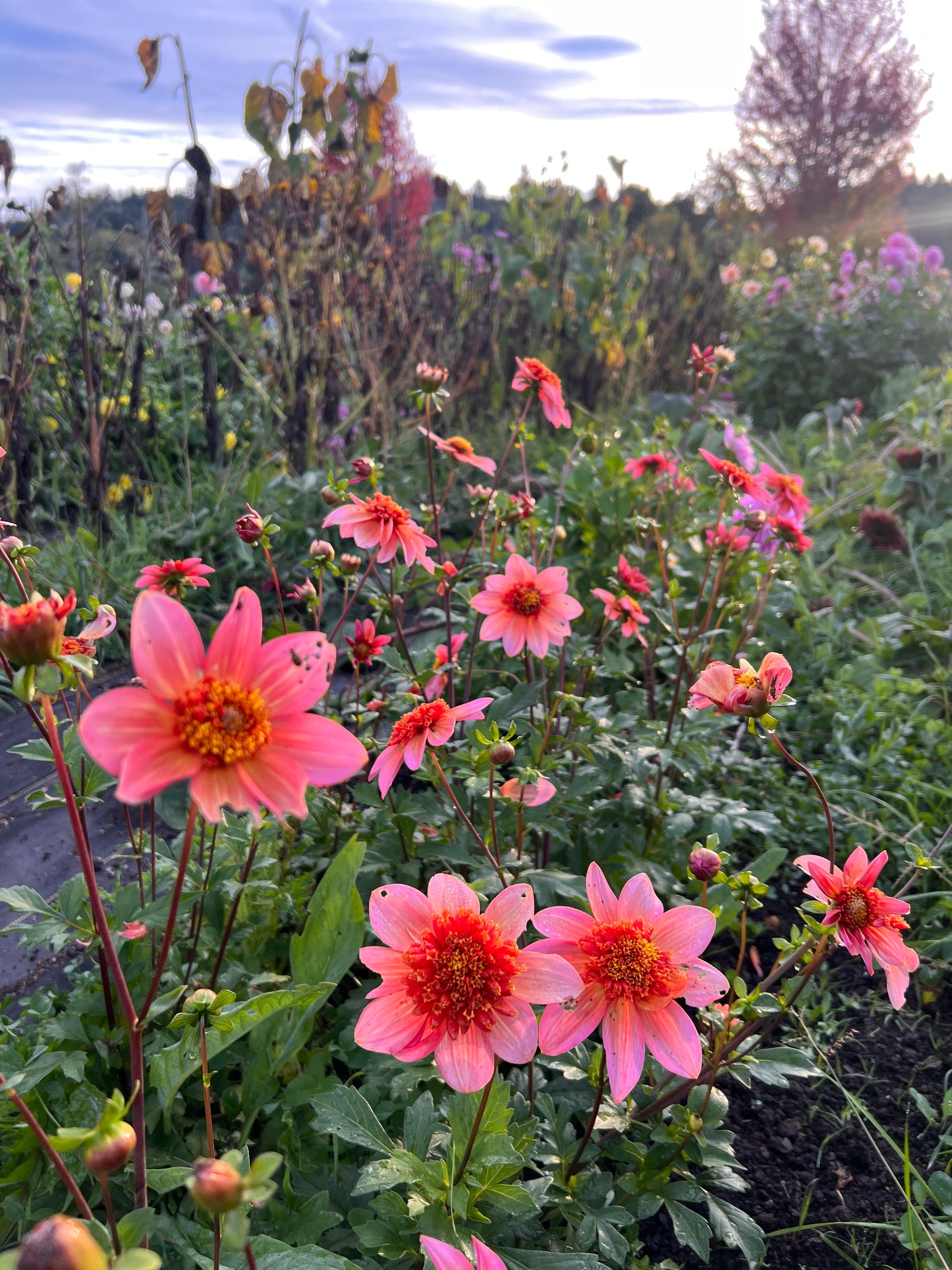 Totally Tangerine Dahlia