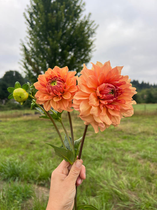 Peach Bud Dahlia