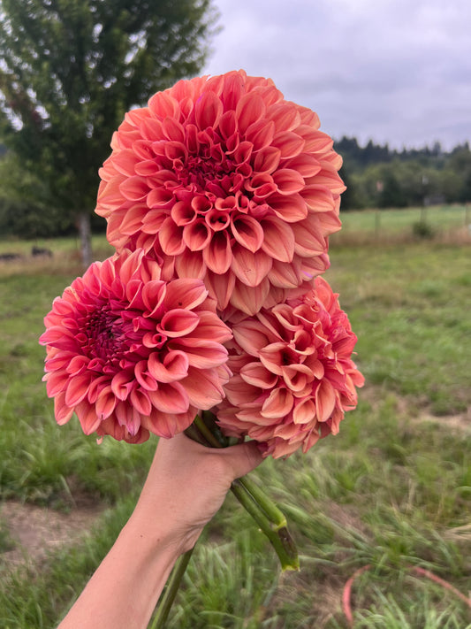 Orange Globe Dahlia